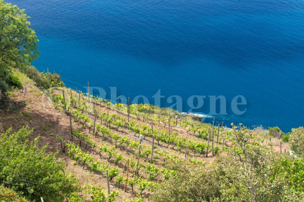 Vignes et mer aux Cinque Terre, entre Riomaggiore et Manarola