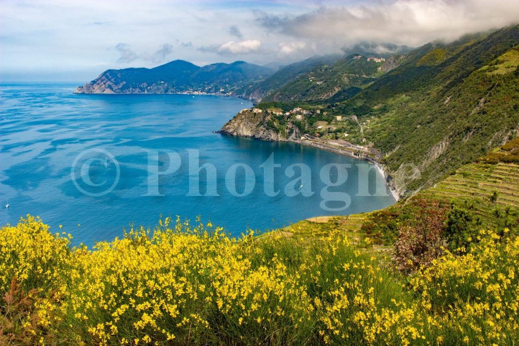 Ajoncs et Cinque Terre au printemps